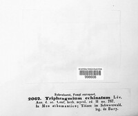 Triphragmium echinatum image